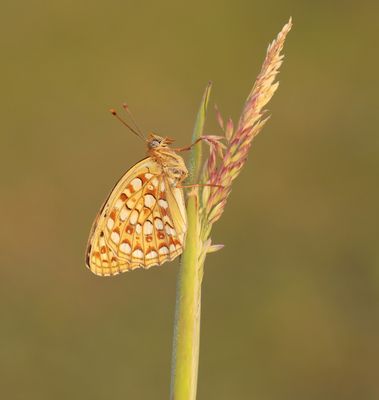 Duinparelmoervlinder / Niobe Fritillary