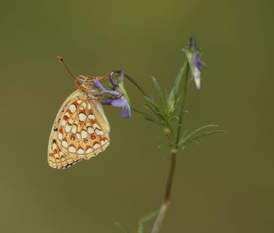Duinparelmoervlinder / Niobe Fritillary