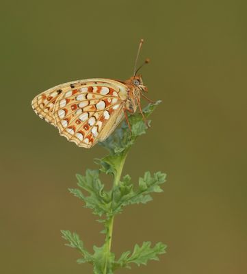 Duinparelmoervlinder / Niobe Fritillary