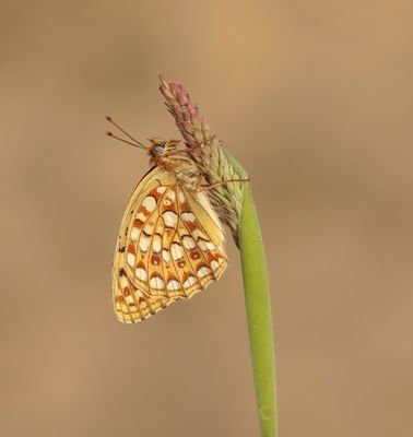 Duinparelmoervlinder / Niobe Fritillary
