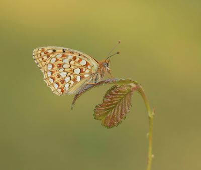 Duinparelmoervlinder / Niobe Fritillary