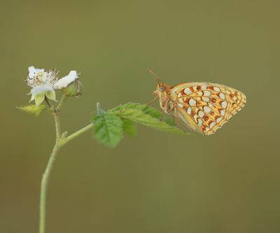 Duinparelmoervlinder / Niobe Fritillary