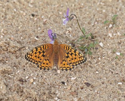 Duinparelmoervlinder / Niobe Fritillary