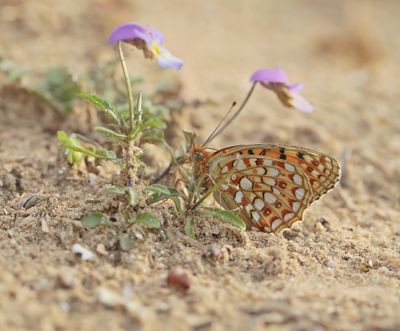 Duinparelmoervlinder / Niobe Fritillary