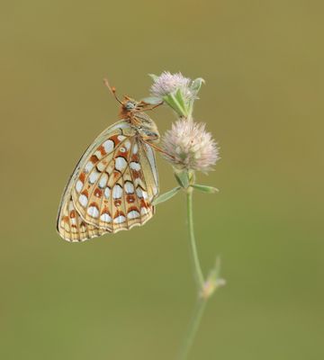 Duinparelmoervlinder / Niobe Fritillary