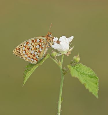 Duinparelmoervlinder / Niobe Fritillary