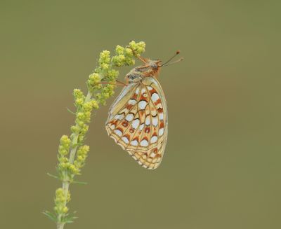 Duinparelmoervlinder / Niobe Fritillary