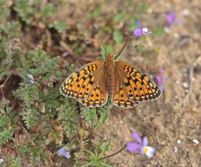 Duinparelmoervlinder / Niobe Fritillary