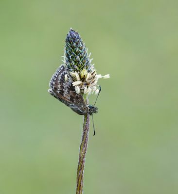 Bruin Dikkopje / Dingy Skipper