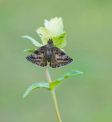 Bruin Dikkopje / Dingy Skipper
