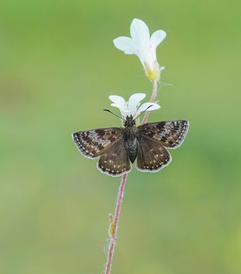Bruin Dikkopje / Dingy Skipper