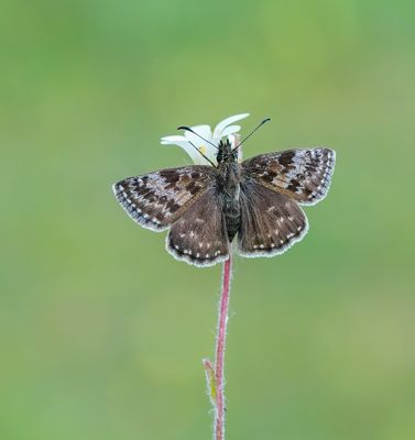 Bruin Dikkopje / Dingy Skipper