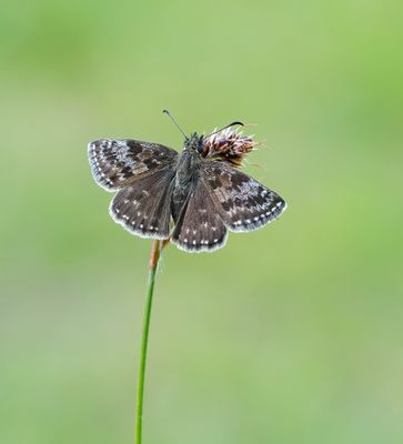 Bruin Dikkopje / Dingy Skipper