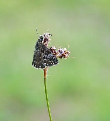 Bruin Dikkopje / Dingy Skipper