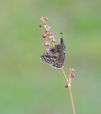 Bruin Dikkopje / Dingy Skipper