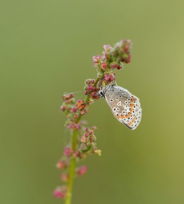 Bruin Blauwtje / Brown Argus