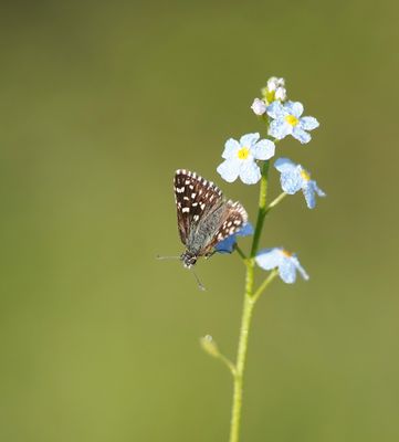 Aardbeivlinder / Grizzled Skipper