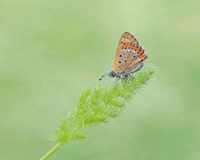 Blauwe Vuurvlnder /  Violet Copper