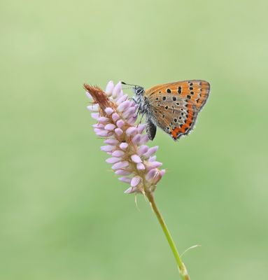Blauwe Vuurvlinder / Violet Copper