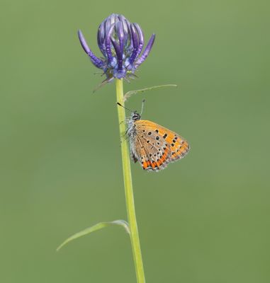 Blauwe Vuurvlinder / Violet Copper