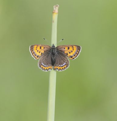 Blauwe Vuurvlinder / Violet Copper