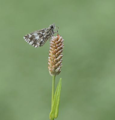 Aardbeivlinder / Grizzled Skipper