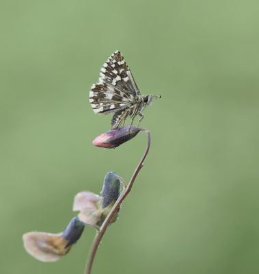 Aardbeivlinder / Grizzled Skipper