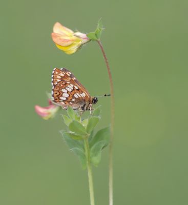 Sleutelbloemvlinder / Duke of Burgundy