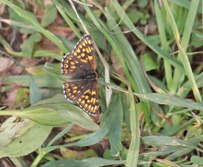 Sleutelbloemvlinder / Duke of Burgundy