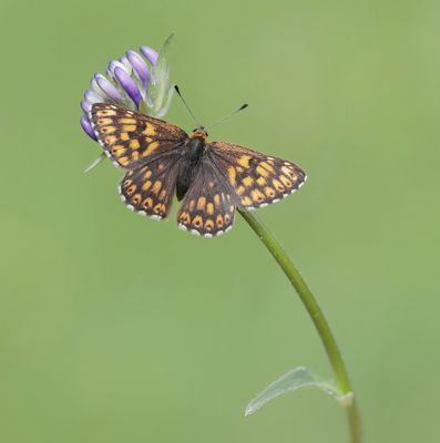 Sleutelbloemvlinder / Duke of Burgundy