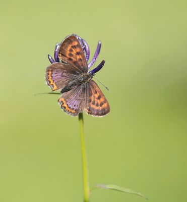 Blauwe Vuurvlinder / Violet Copper