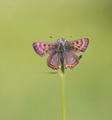 Blauwe Vuurvlinder / Violet Copper