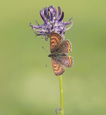 Blauwe Vuurvlinder / Violet Copper