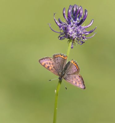 Blauwe Vuurvlinder / Violet Copper