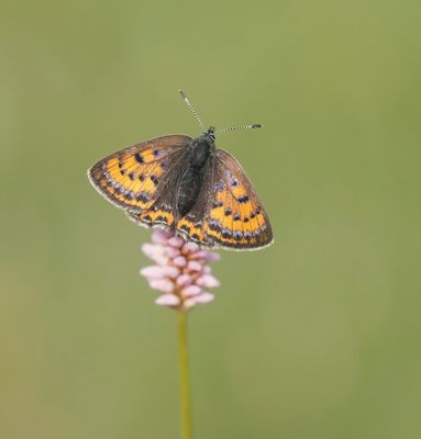 Blauwe Vuurvlinder / Violet Copper