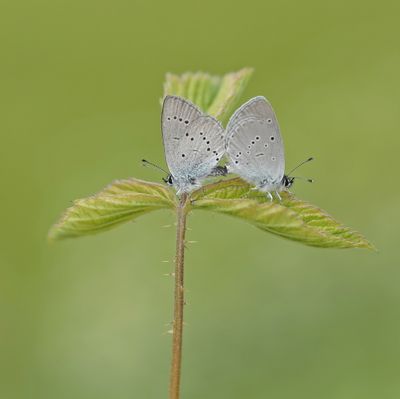 Dwergblauwtje / Little Blue, Small Blue