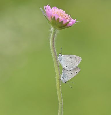Dwergblauwtje / Little Blue, Small Blue