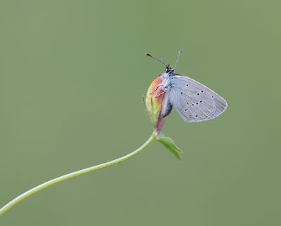 Dwergblauwtje / Little Blue, Small Blue