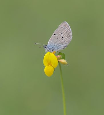 Klaverblauwtje / Mazarine Blue