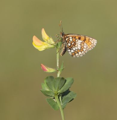 Bosparelmoervlinder / Heath Fritillary