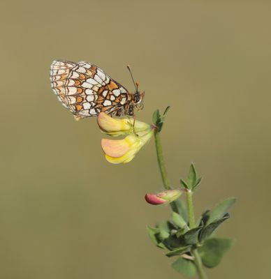 Bosparelmoervlinder / Heath Fritillary