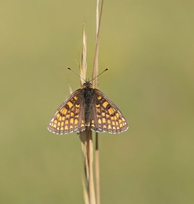 Bosparelmoervlinder / Heath Fritillary