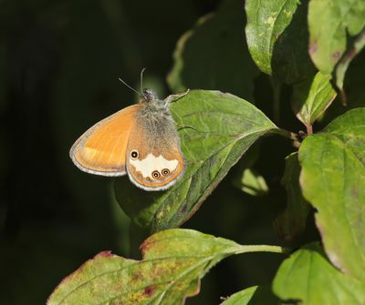 Tweekleurig Hooibeestje / Pearly Heath 