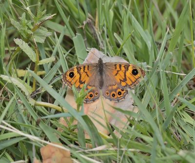 Argusvlinder / Wall Brown