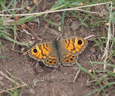 Argusvlinder / Wall Brown