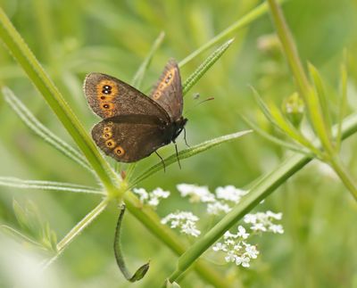 Voorjaarserebia / Woodland Ringlet