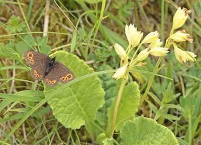 Voorjaarserebia / Woodland Ringlet