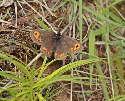 Voorjaarserebia / Woodland Ringlet