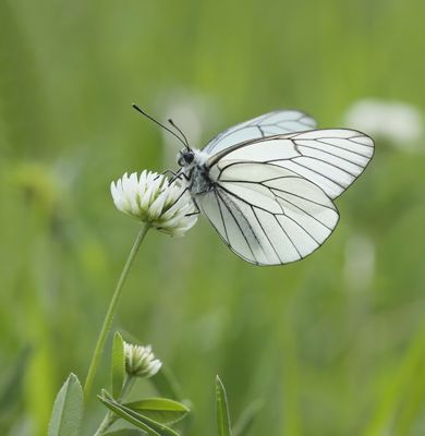 Groot Geaderd Witje / Black-veined White