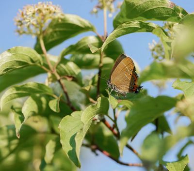 Pruimenpage / Black Hairstreak